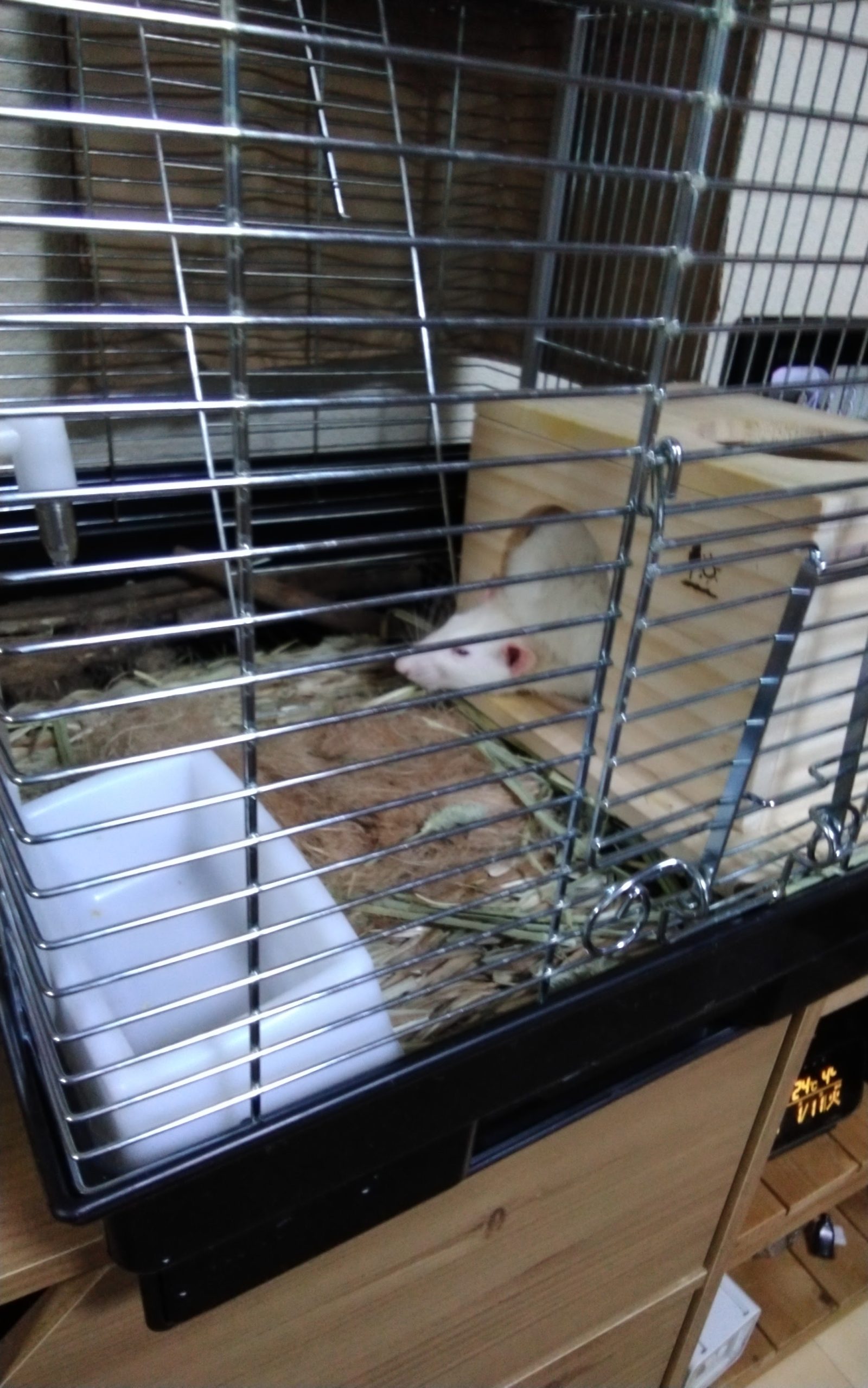 トトとカールのお部屋